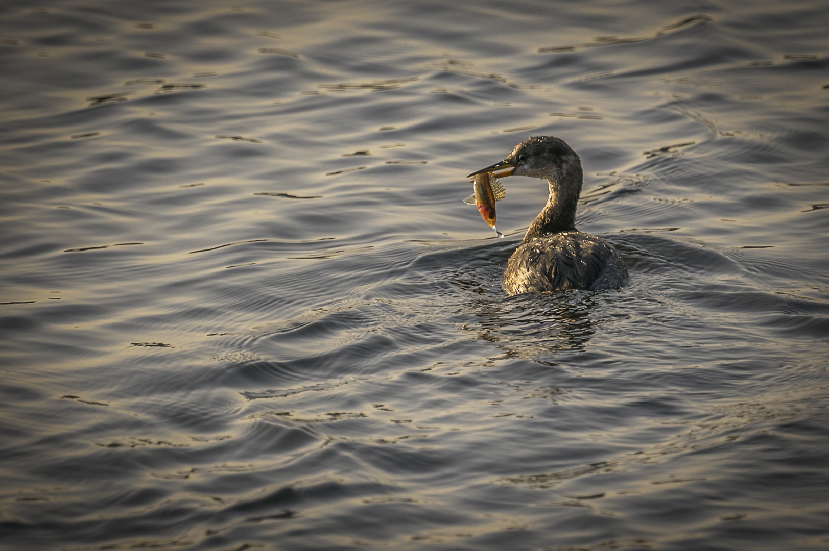 Tauchender Wasservogel mit Fisch