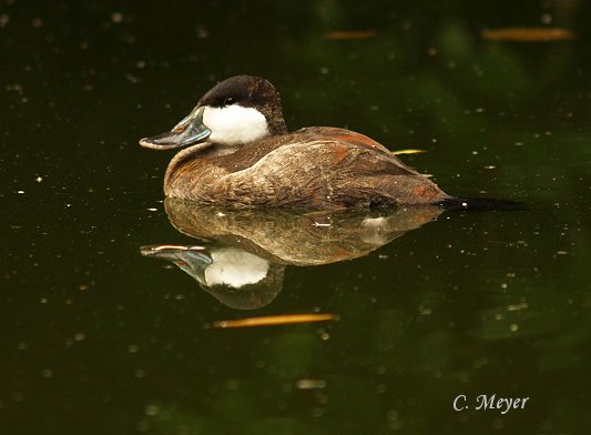 Tauchente mit Spiegelbild