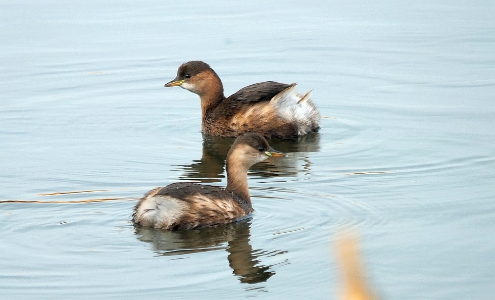 Taucher-Duo