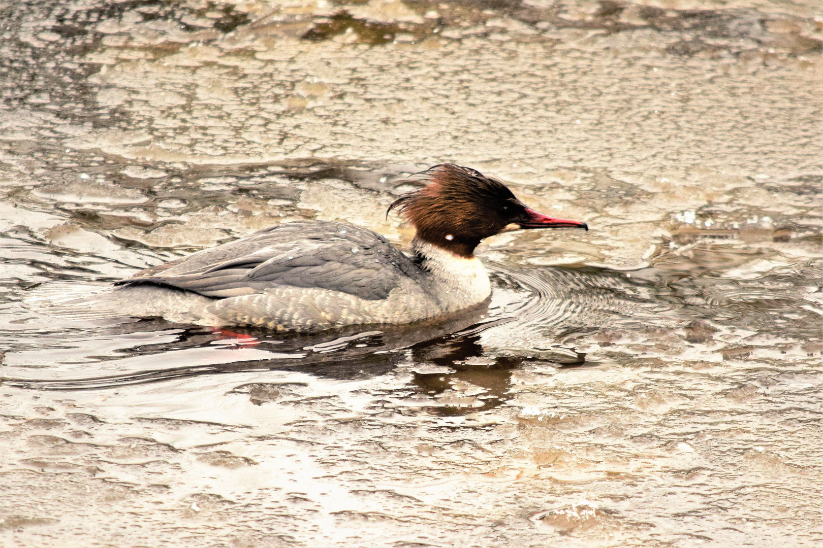 Taucher im Eis