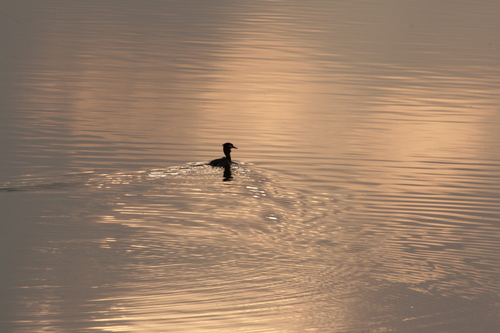 Taucher in der Abenddämmerung