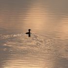 Taucher in der Abenddämmerung