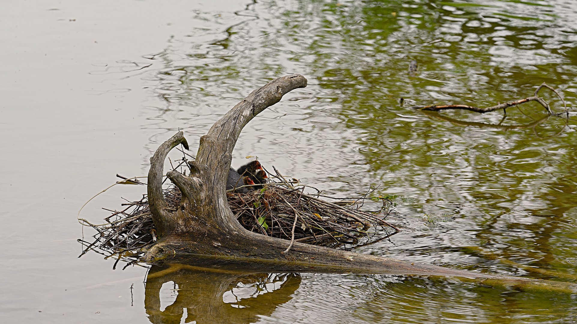 Taucher mit Küken