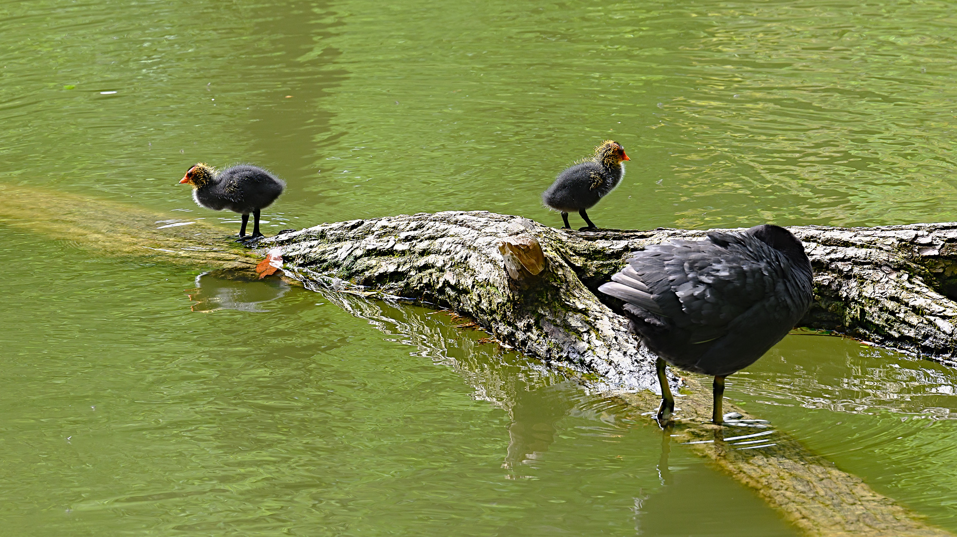 Taucher mit Küken