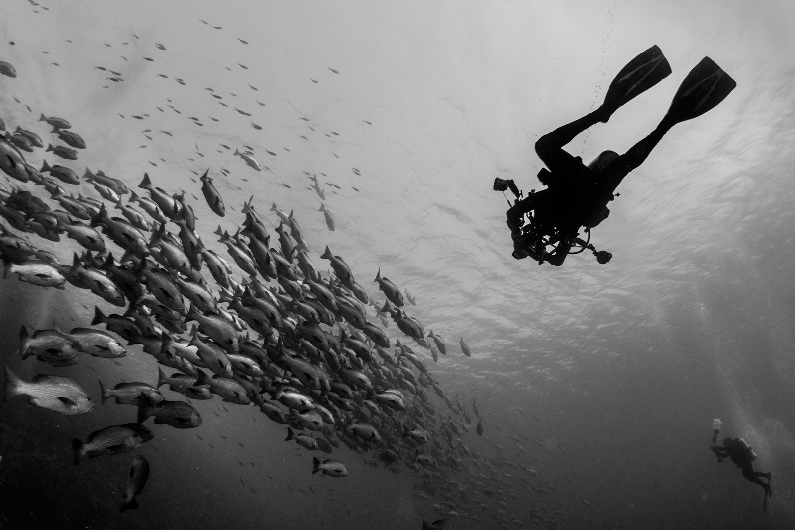 Taucher und Red Snapper im Roten Meer