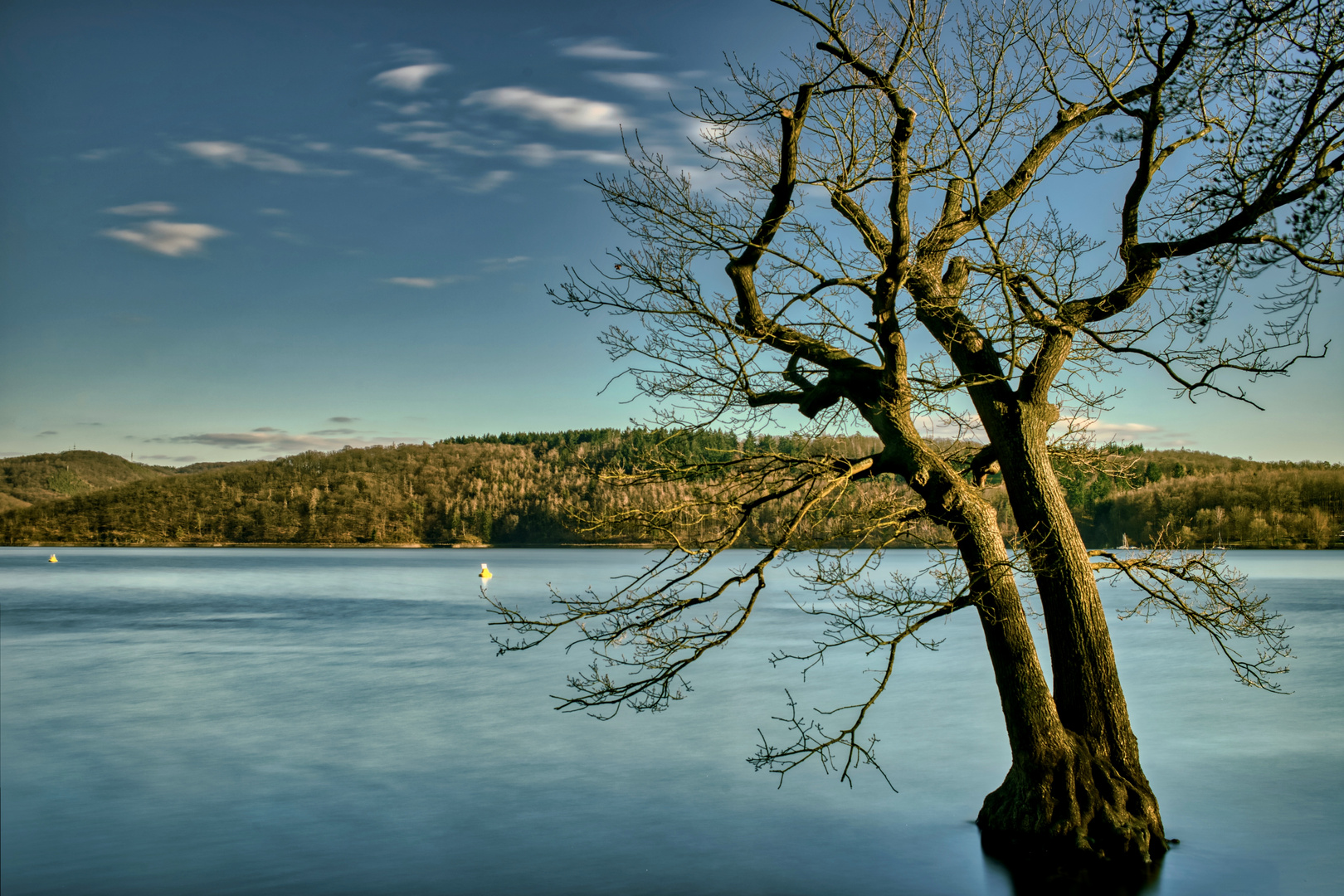 ,,Taucherbaum“ am Edersee.