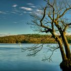 ,,Taucherbaum“ am Edersee.