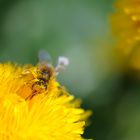 Taucherbrille gefällig? ;)