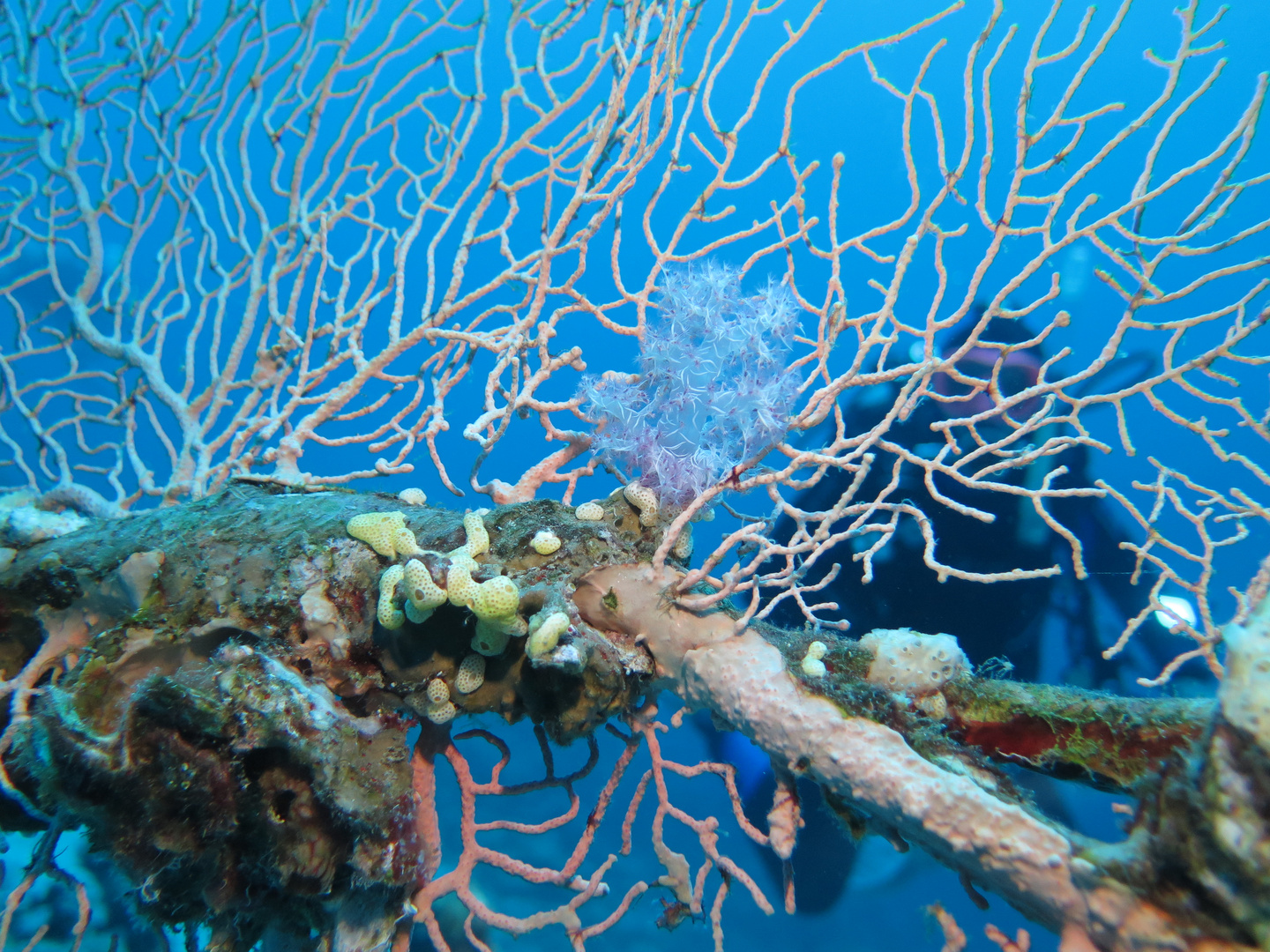 Taucherin im Roten Meer