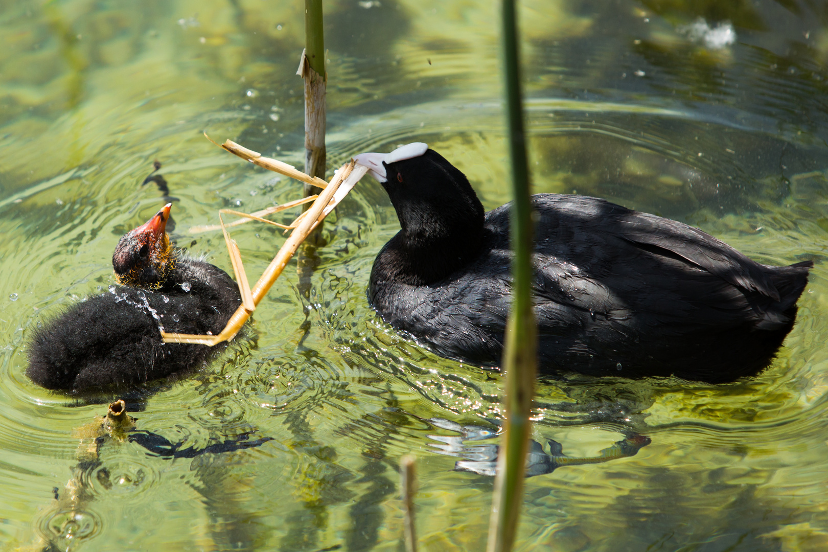 Taucherli: Mama was soll das?