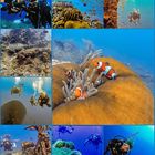 Tauchgang am Barrier Reef