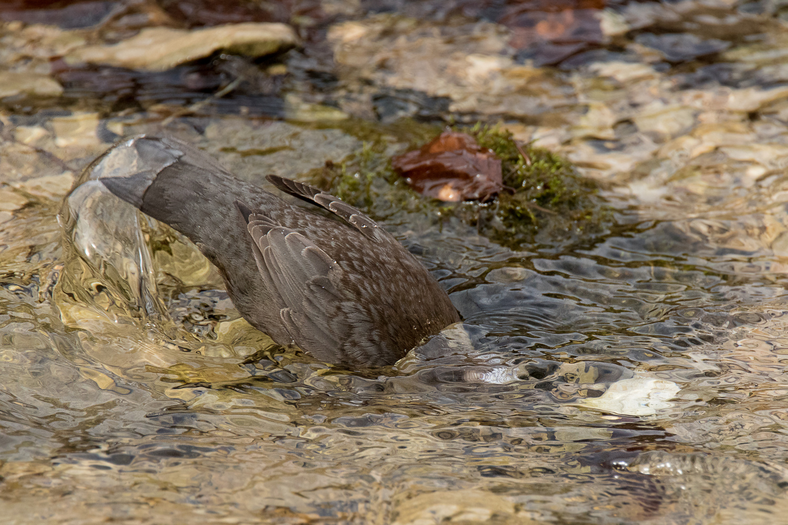 Tauchgang der Wasseramsel