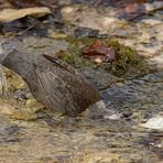 Tauchgang der Wasseramsel