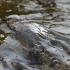 Tauchgang der Wasseramsel