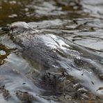 Tauchgang der Wasseramsel