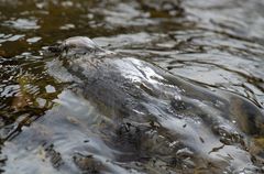 Tauchgang der Wasseramsel