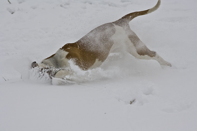 Tauchgang im Schnee