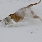 Tauchgang im Schnee