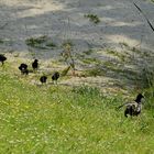 Tauchhuhnmutter mit ihren Kleinen