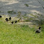 Tauchhuhnmutter mit ihren Kleinen