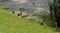 Tauchhuhnmutter mit ihren Kleinen