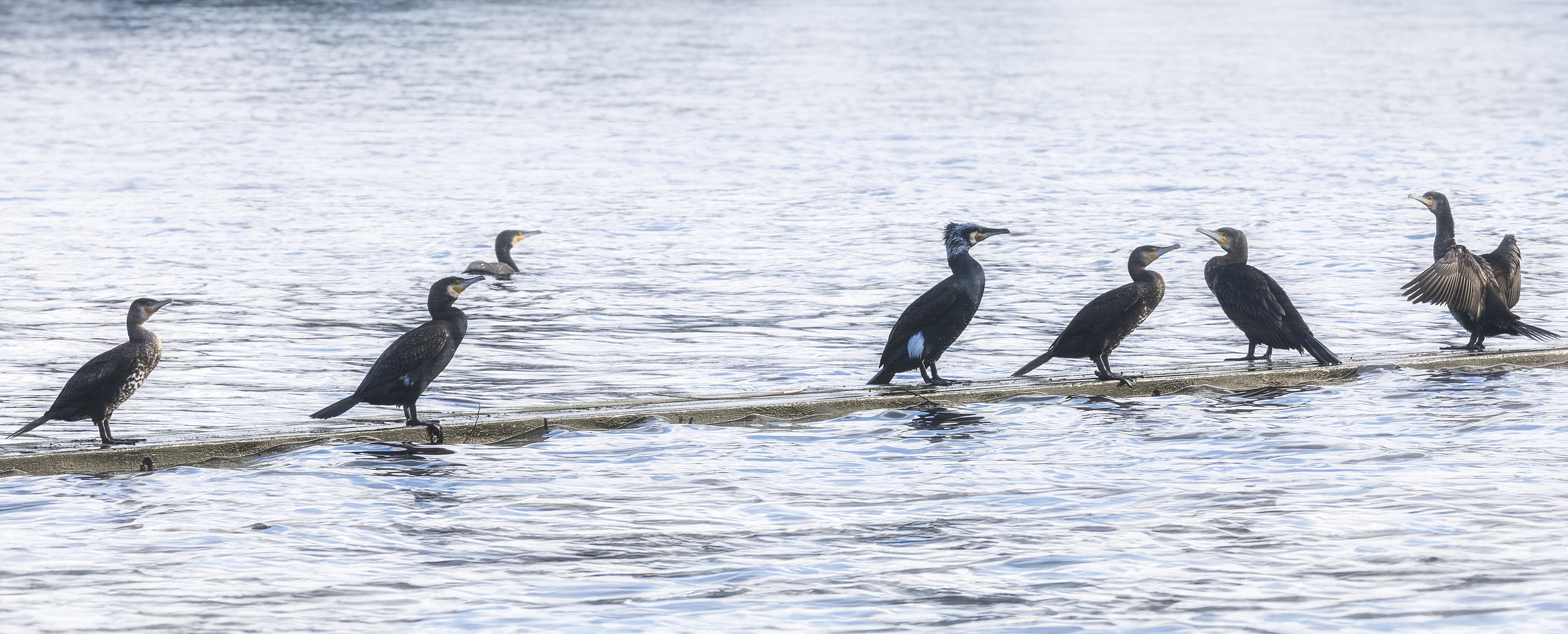 " Tauchschule Kormoran "