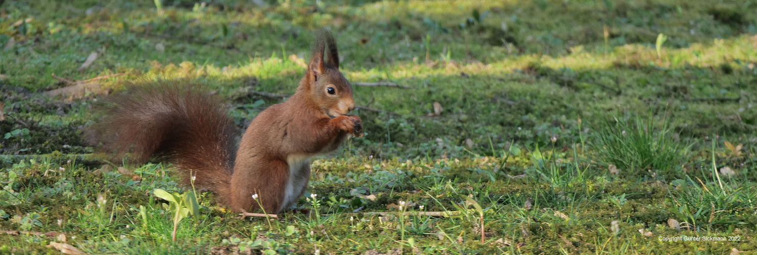 Tauchte plötzlich im Garten auf.