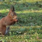 Tauchte plötzlich im Garten auf.