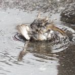 Tauchübungen auf Haussperling Art