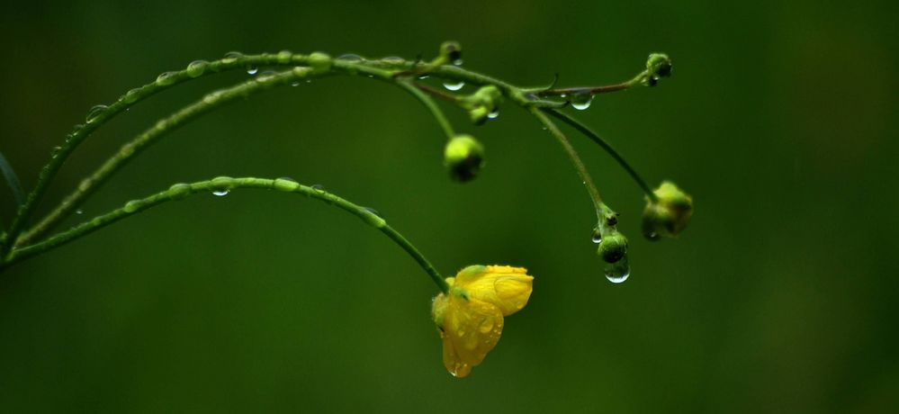 Taufrisch im Regen...........