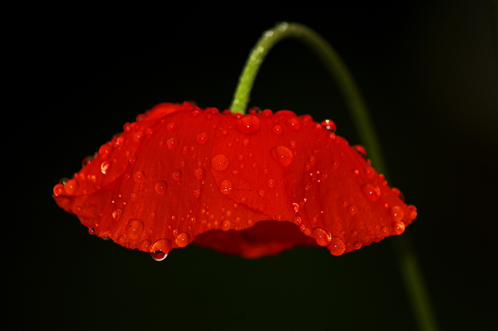 Taufrisch ... Klatschmohn