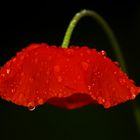 Taufrisch ... Klatschmohn