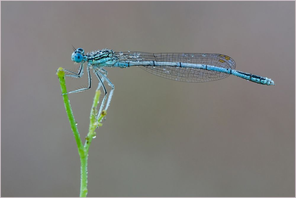 Taufrische Libelle