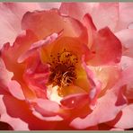 taufrische Rose . . .