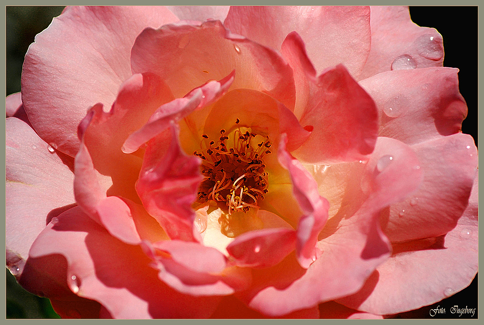 taufrische Rose . . .