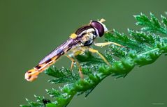 taufrische Schwebefliege