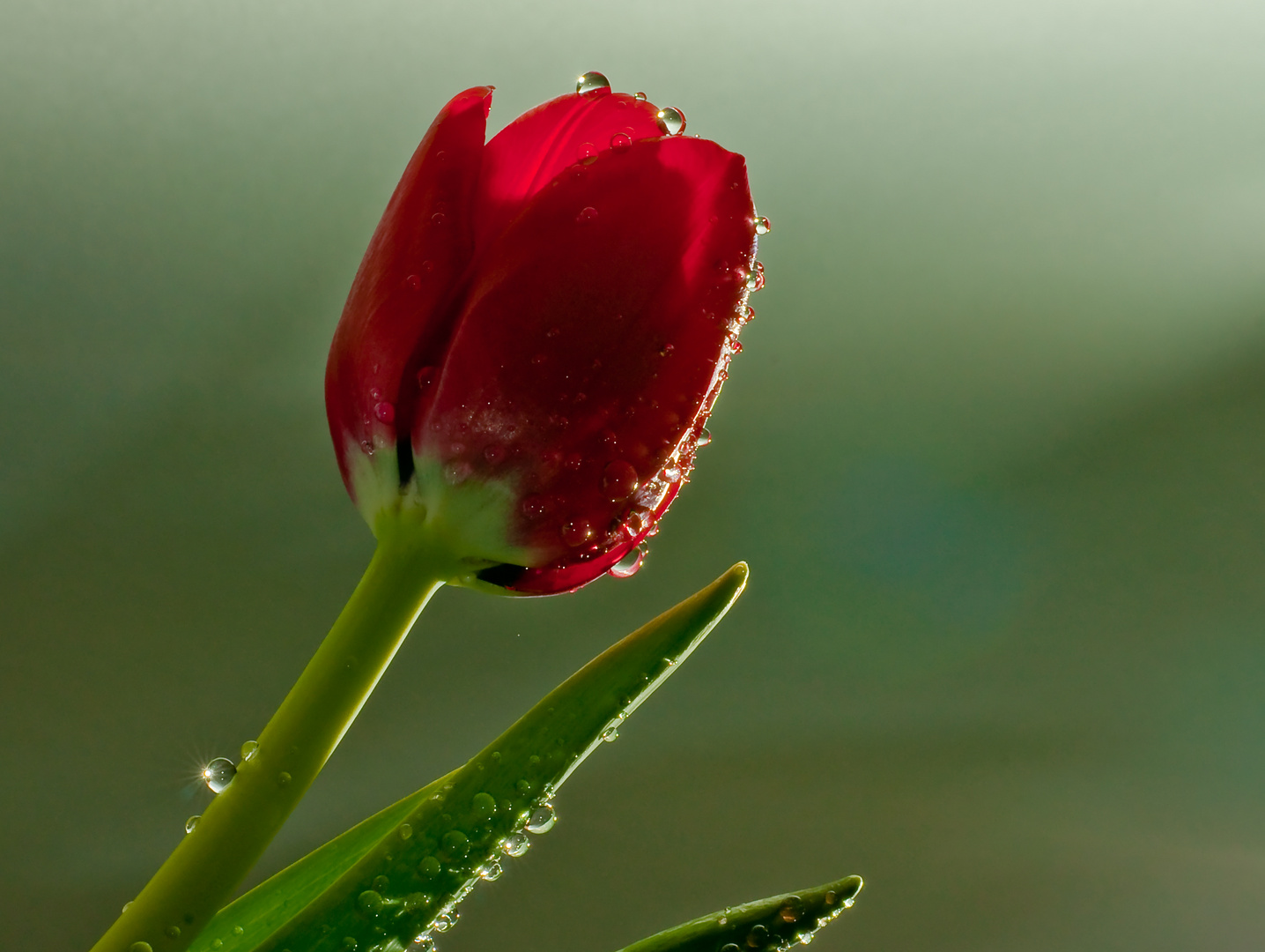 taufrische Tulpe