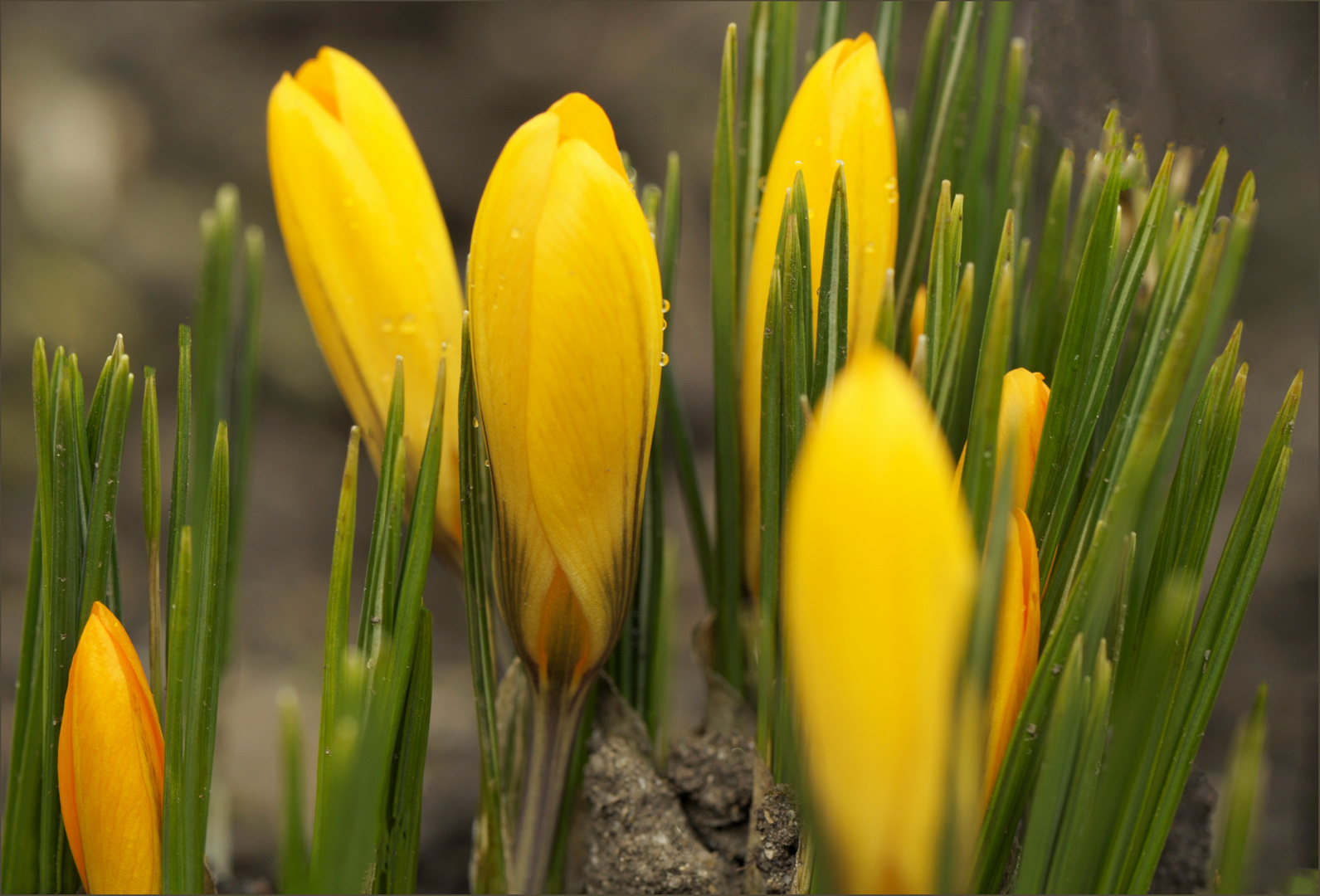 Taufrischer Frühling