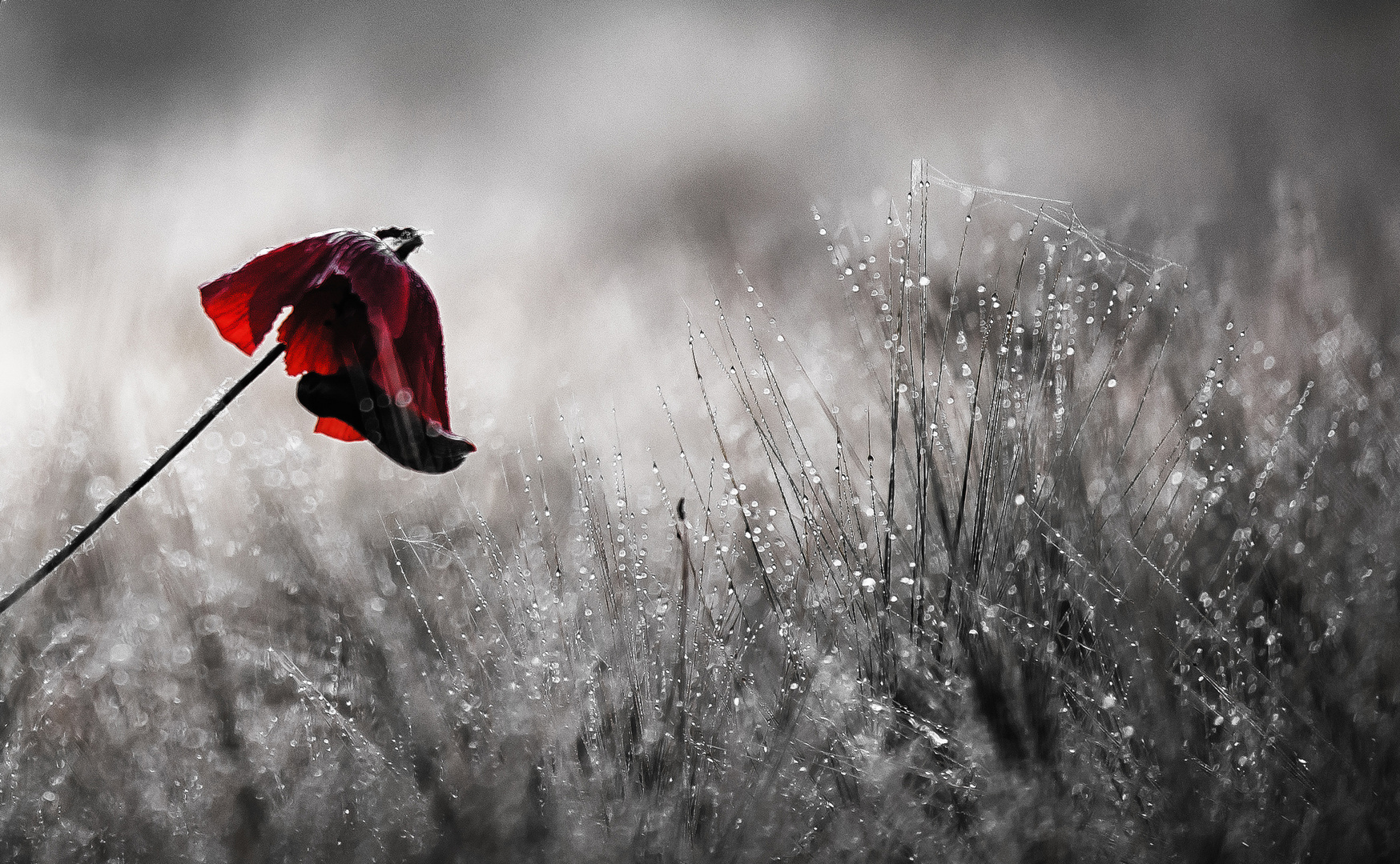 Taumohn