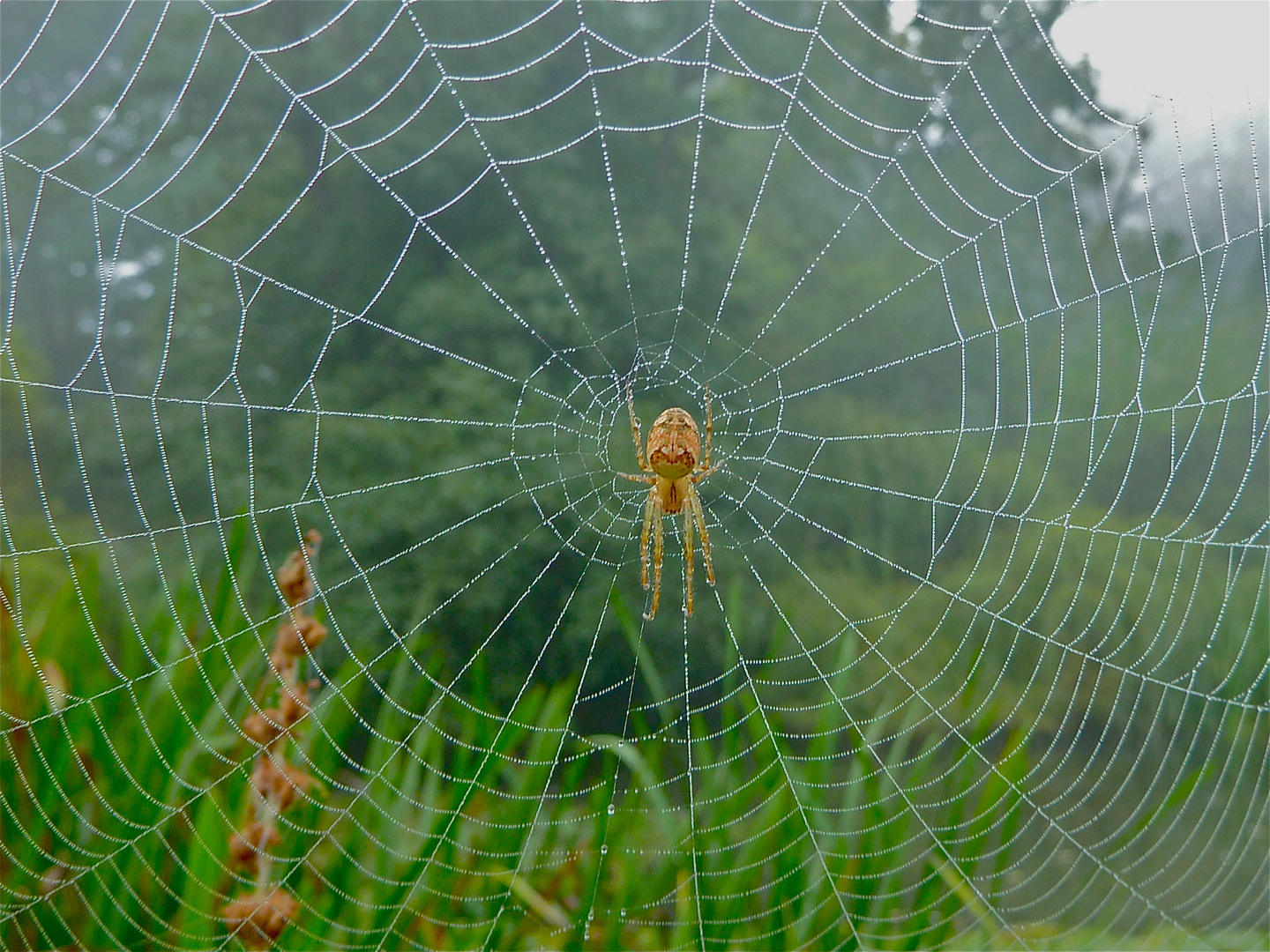 Taunetz mit Herbstspinne