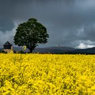 Taunus