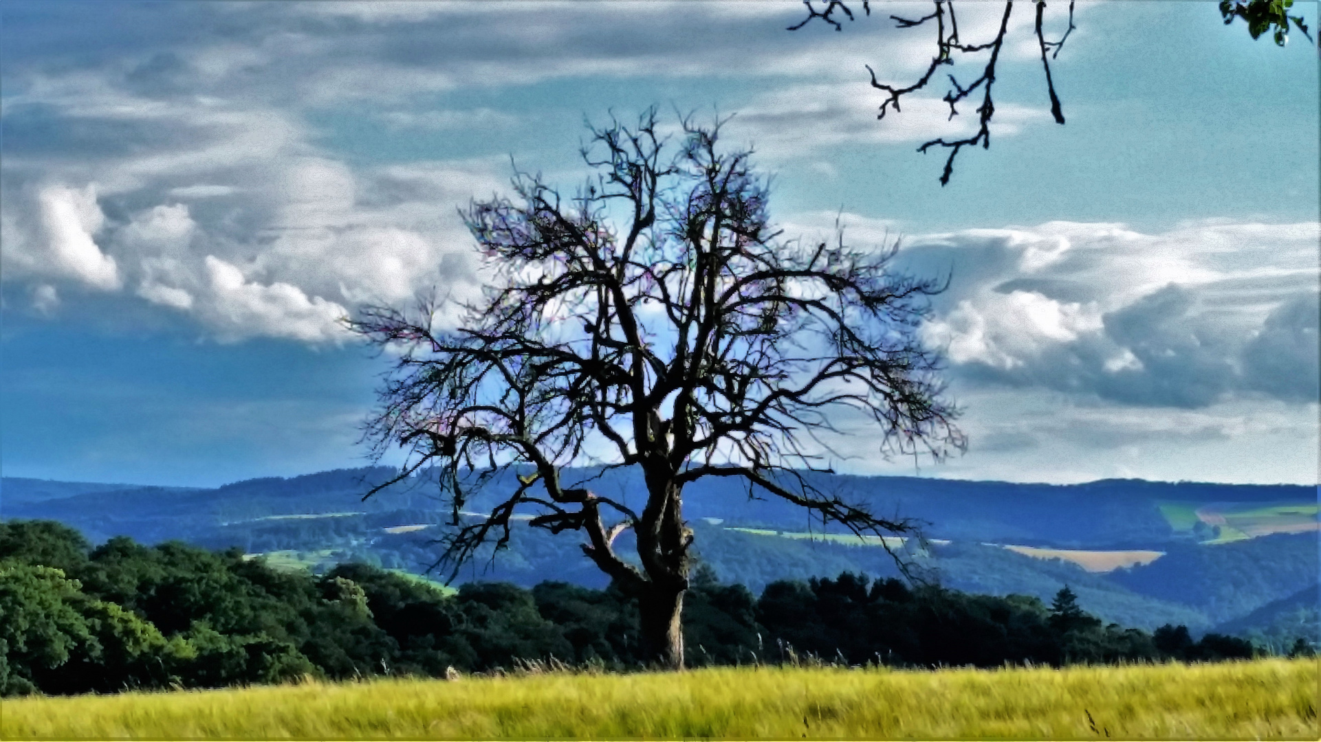 Taunus