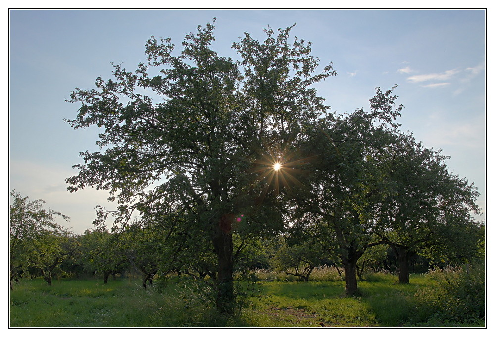 Taunus III - Sommer