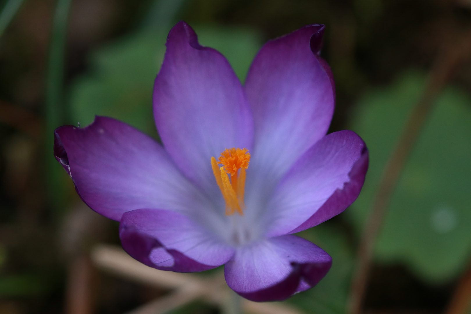 Taunus-Krokus