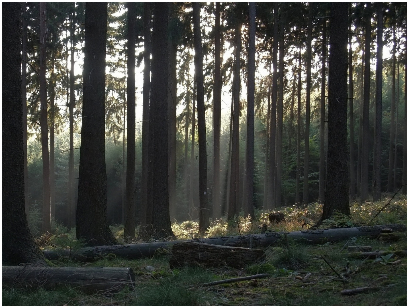 ***Taunus unterhalb des Herzbergs***