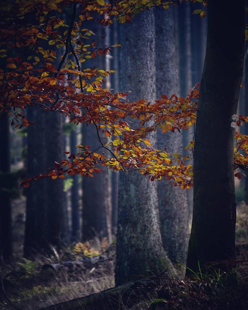 Taunus Walking 