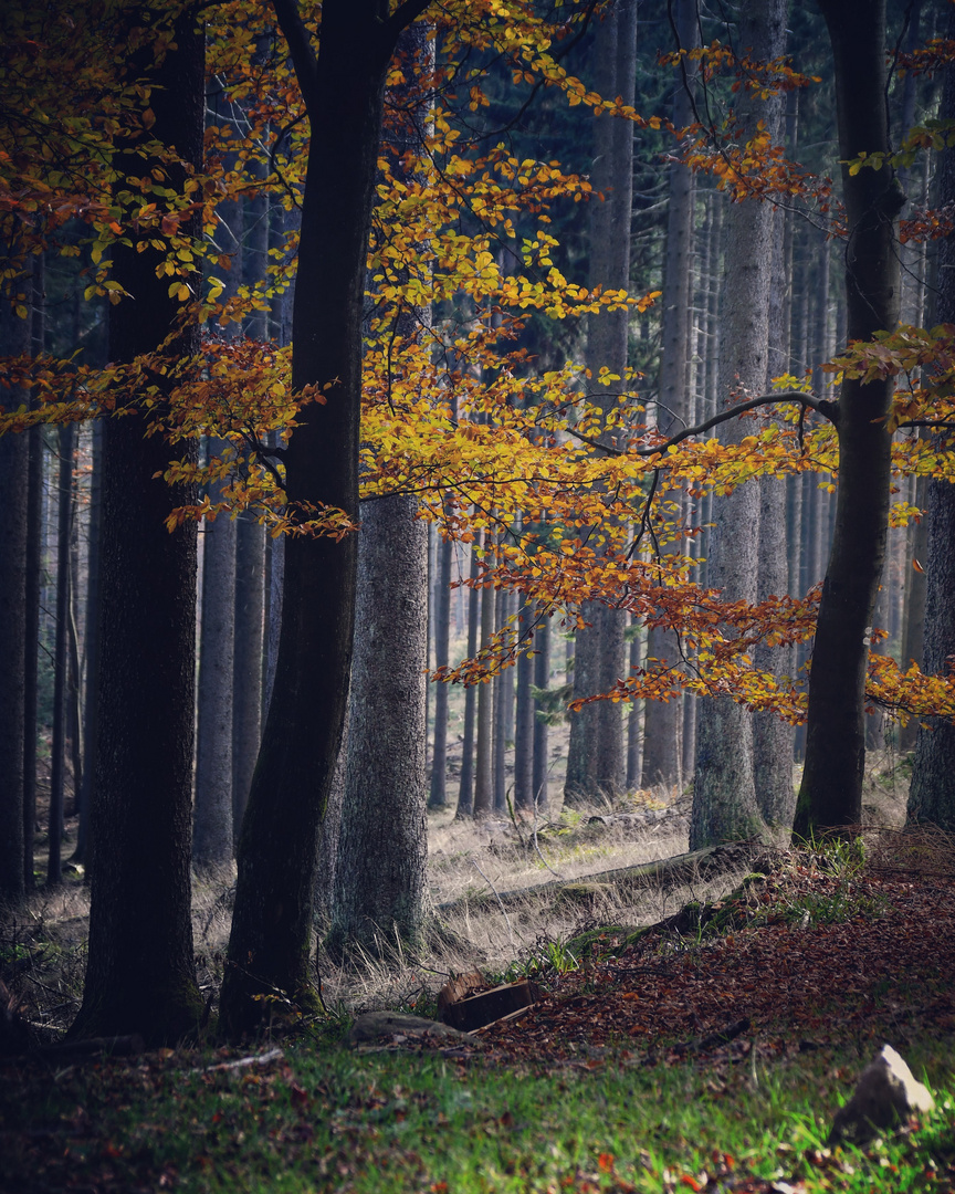 Taunus Walking II