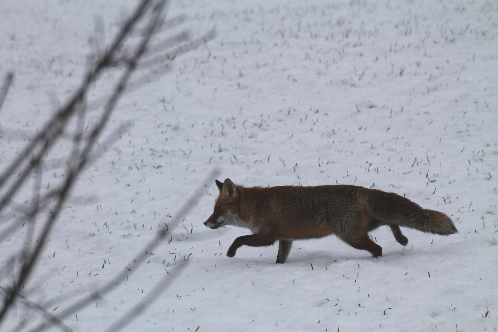 Taunusfuchs