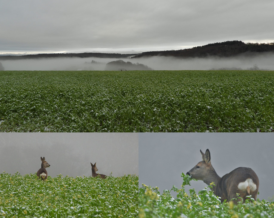 Taunuslandschaft mit Nebel 