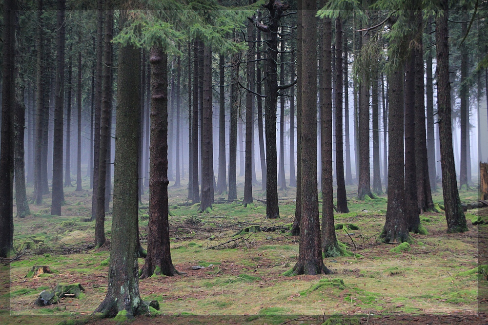 Taunuswald am Altkönig